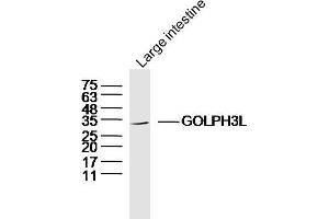 Mouse large intestine lysates probed with GOLPH3L Polyclonal Antibody, Unconjugated  at 1:300 dilution and 4˚C overnight incubation.