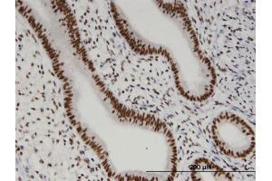 Immunoperoxidase of monoclonal antibody to OTUD7B on formalin-fixed paraffin-embedded human endometrium. (OTUD7B anticorps  (AA 759-858))