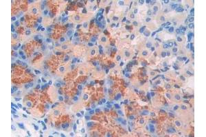 DAB staining on IHC-P; Samples: Mouse Stomach Tissue (FBLN4 anticorps  (AA 182-431))