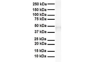 WB Suggested Anti-TEAD3 antibody Titration: 1 ug/mL Sample Type: Human heart