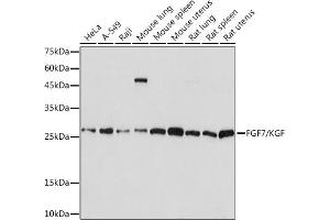 Western blot analysis of extracts of various cell lines, using FGF7/FGF7/KGF Rabbit mAb (ABIN7267189) at 1:1000 dilution. (FGF7 anticorps)
