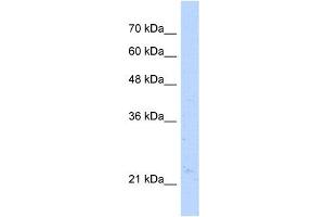 Western Blot showing NUDT16L1 antibody used at a concentration of 1-2 ug/ml to detect its target protein. (NUDT16L1 anticorps)