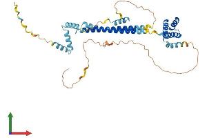 AlphaFold protein structure predicition of Mouse Recombinant Pbx4 Protein, UniprotID Q99NE9