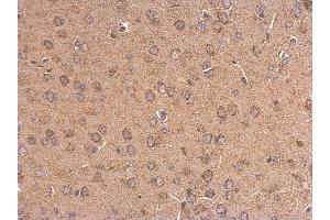 IHC-P Image 5HT1A Receptor antibody [N3C1], Internal detects 5HT1A Receptor protein at cytosol on mouse fore brain by immunohistochemical analysis. (Serotonin Receptor 1A anticorps)