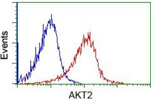 Flow cytometric analysis of Jurkat cells, using anti-AKT2 antibody (ABIN2452738), (Red) compared to a nonspecific negative control antibody (TA50011) (Blue). (AKT2 anticorps)