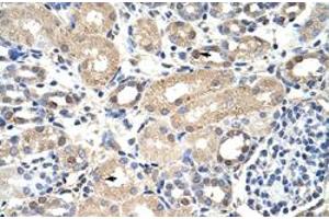 Immunohistochemical staining (Formalin-fixed paraffin-embedded sections) of human kidney with EXOSC7 polyclonal antibody  at 4-8 ug/mL working concentration. (EXOSC7 anticorps  (N-Term))