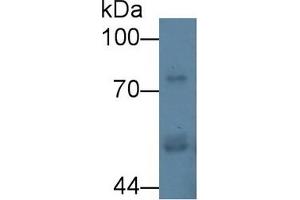 Detection of CPE in Porcine Cerebrum lysate using Polyclonal Antibody to Carboxypeptidase E (CPE)