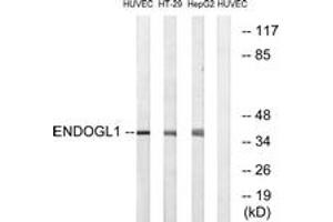 Western blot analysis of extracts from HuvEc/HT-29/HepG2 cells, using ENDOGL1 Antibody. (EXOG anticorps  (AA 171-220))