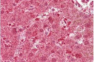 Immunohistochemistry with Liver tissue at an antibody concentration of 5µg/ml using anti-MST1 antibody (ARP45724_P050) (MST1 anticorps  (Middle Region))