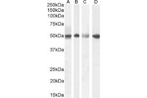 (ABIN570940) (1 μg/mL) staining of Human Testis (A), (0. (Septin 6 anticorps  (Internal Region))
