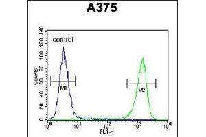 FA96B Antibody (N-term) (ABIN653317 and ABIN2842809) flow cytometric analysis of  cells (right histogram) compared to a negative control cell (left histogram). (FAM96B anticorps  (N-Term))