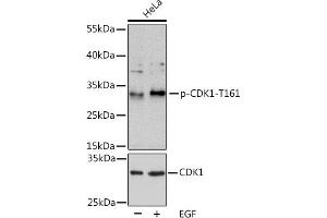 Western blot analysis of extracts of HeLa cells, using Phospho-CDK1-T161 pAb (ABIN3020135, ABIN3020136, ABIN3020137, ABIN1681454 and ABIN6225511) at 1:1000 dilution or CDK1 antibody (ABIN6130087, ABIN6138247, ABIN6138248 and ABIN6216031).
