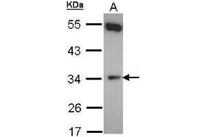 WB Image Sample (30 ug of whole cell lysate) A: Hela 10% SDS PAGE antibody diluted at 1:500 (CYB5R1 anticorps)