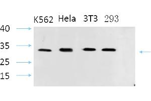 Western Blot analysis of K562(1), Hela(2), 3T3(3), 293(4), diluted at 1:1000.