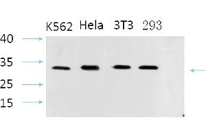 Western Blot analysis of K562(1), Hela(2), 3T3(3), 293(4), diluted at 1:1000. (STS anticorps  (AA 10-90))