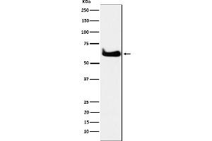 Western blot analysis of TCP1 alpha expression in HeLa cell lysate.