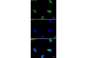 Immunofluorescence stain of Histone H3K9ac antibody (pAb). (Histone 3 anticorps  (acLys9))