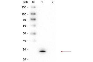 Western Blot of Mouse anti-GSTM1 Monoclonal Antibody. (GSTM1 anticorps  (GST tag))