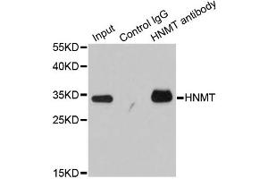Immunoprecipitation analysis of 200ug extracts of HT-29 cells using 1ug HNMT antibody.