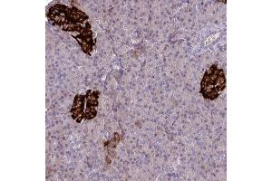 Immunohistochemical staining (Formalin-fixed paraffin-embedded sections) of human pancreas with SLAMF6 polyclonal antibody  shows strong cytoplasmic positivity in islets of Langerhans. (SLAMF6 anticorps  (AA 40-115))