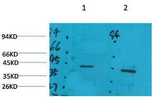 Western Blot (WB) analysis of 1) Rat Brain Tissue, 2)Mouse Brain Tissue with GALR2 Rabbit Polyclonal Antibody diluted at 1:2000. (GALR2 anticorps)