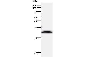 Western Blotting (WB) image for anti-Ribosome Production Factor 2 Homolog (RPF2) antibody (ABIN930978) (RPF2 anticorps)