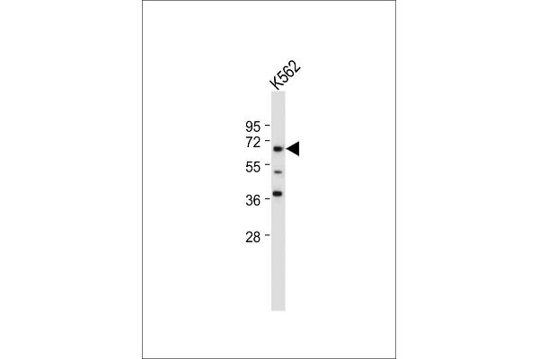 ENOX2 antibody  (N-Term)