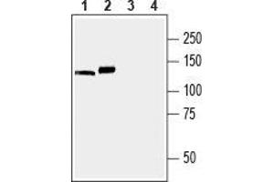 Western blot analysis of mouse (lanes 1 and 3) and rat (lanes 2 and 4) brain membranes: - 1,2. (ATP2A3 anticorps  (C-Term, Cytosolic))