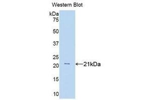 Western Blotting (WB) image for anti-Tumor Necrosis Factor alpha (TNF alpha) (AA 80-235) antibody (ABIN3209214) (TNF alpha anticorps  (AA 80-235))
