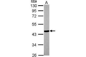 WB Image Sample (30 ug of whole cell lysate) A: NIH-3T3 10% SDS PAGE antibody diluted at 1:3000 (TTLL1 anticorps)