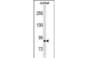 Western blot analysis in Jurkat cell line lysates (35ug/lane). (ZNF337 anticorps  (C-Term))