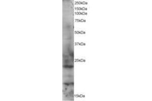 Image no. 1 for anti-RAB2A, Member RAS Oncogene Family (RAB2A) (AA 198-212) antibody (ABIN292121) (RAB2A anticorps  (AA 198-212))