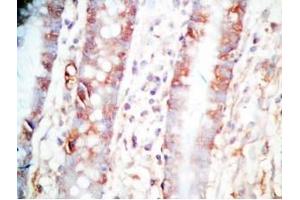 Human colon tissue was stained by Rabbit Anti-CCK (26-33)  (Human,Rat) Antibody