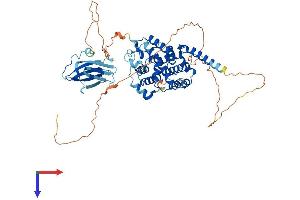 AlphaFold protein structure predicition of Mouse Recombinant Shq1 Protein, UniprotID Q7TMX5