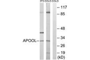 Western blot analysis of extracts from COLO/NIH-3T3 cells, using APOOL Antibody. (APOOL anticorps  (AA 219-268))