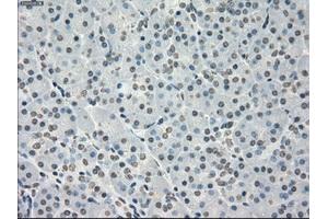 Immunohistochemical staining of paraffin-embedded colon tissue using anti-PPP5Cmouse monoclonal antibody.