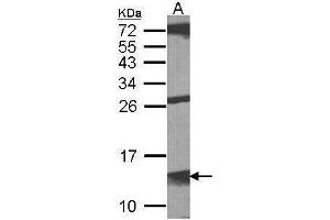 WB Image Sample (30 ug of whole cell lysate) A:NIH-3T3 15% SDS PAGE antibody diluted at 1:1000