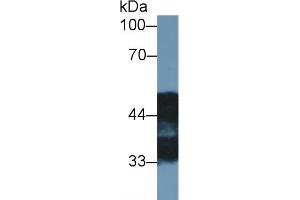 Western blot analysis of Rat Cerebrum lysate, using Rat NDRG2 Antibody (1 µg/ml) and HRP-conjugated Goat Anti-Rabbit antibody ( (NDRG2 anticorps  (AA 2-300))