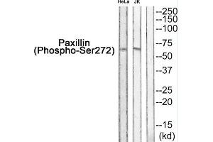 Western blot analysis of extracts from HeLa and JK, using Paxillin++. (Paxillin anticorps  (pSer272))