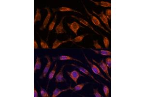 Immunofluorescence analysis of L929 cells using IPO4 antibody  at dilution of 1:100. (Importin 4 anticorps  (AA 728-1081))