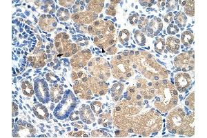 KEAP1 antibody was used for immunohistochemistry at a concentration of 4-8 ug/ml to stain Epithelial cells of renal tubule (arrows) in Human Kidney.