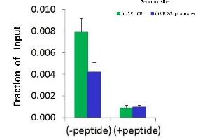 Chromatin Immunoprecipitation (ChIP) Using SUZ12 antibody - middle region  and HCT116 Cells