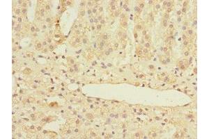 Immunohistochemistry of paraffin-embedded human adrenal gland tissue using ABIN7159008 at dilution of 1:100 (MARCKSL1 anticorps  (AA 1-195))