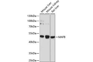 Western blot analysis of extracts of various cell lines, using MAFB antibody (ABIN6132777, ABIN6143429, ABIN6143430 and ABIN6214203) at 1:1000 dilution. (MAFB anticorps  (AA 184-323))