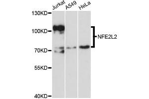 Western blot analysis of extracts of various cell lines, using NFE2L2 antibody (ABIN5970586) at 1/1000 dilution. (NRF2 anticorps)