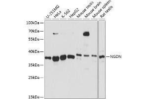 Western blot analysis of extracts of various cell lines, using NGDN antibody (ABIN7268872) at 1:3000 dilution. (NGDN anticorps  (AA 61-209))