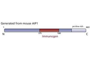 Image no. 2 for anti-Programmed Cell Death 6 Interacting Protein (PDCD6IP) (AA 375-580) antibody (ABIN968617)