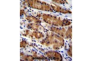 CCDC84 Antibody (N-term) immunohistochemistry analysis in formalin fixed and paraffin embedded human stomach tissue followed by peroxidase conjugation of the secondary antibody and DAB staining.