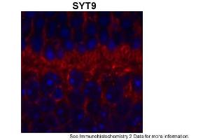 anti-Synaptotagmin IX (SYT9) (Middle Region) antibody