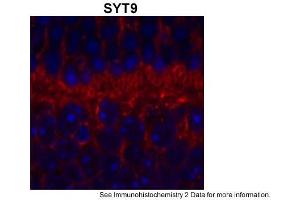 Sample Type: outer mouse plexiform layerRed: PrimaryBlue: DAPIPrimary Dilution: 1:200Secondary Antibody: Goat anti-Rabbit AF568 IgG(H+L)Secondary Dilution: 1:200Image Submitted by: David ZenisekYale University (SYT9 anticorps  (Middle Region))